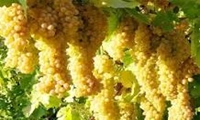 ۷۰ درصد انگور تولیدی در ملایر تبدیل به کشمش می‌شود